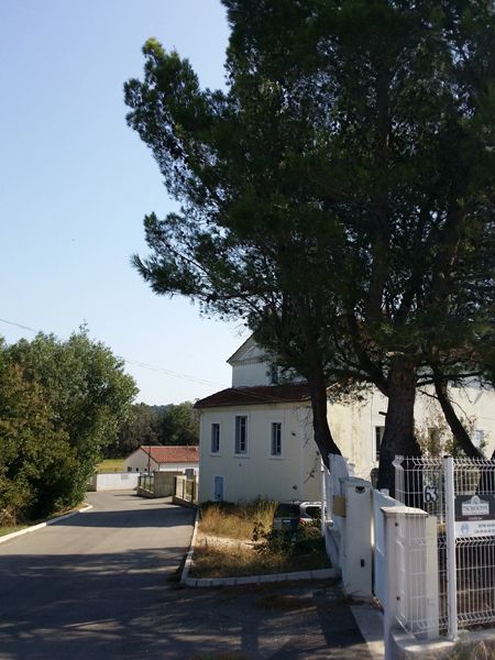 pin au-dessus du chemin après